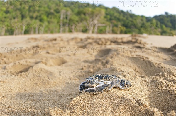 Green Turtle