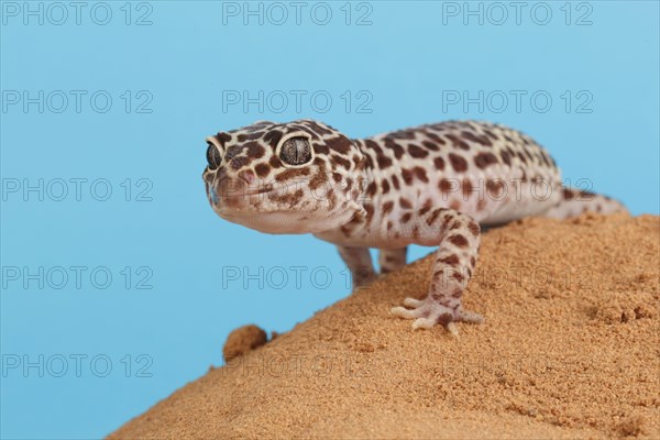 Leopard leopard gecko