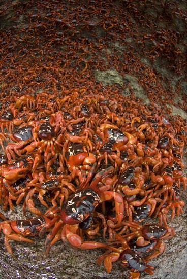 Christmas island red crab