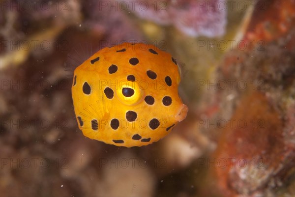 Yellow Boxfish