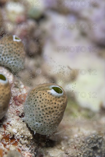 Night spawning sea squirt