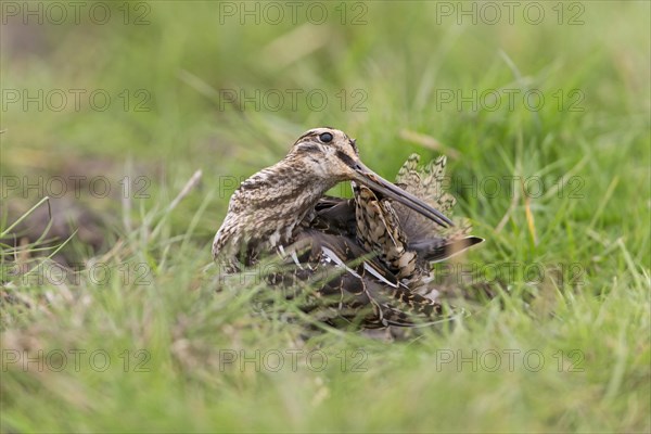 Common snipe