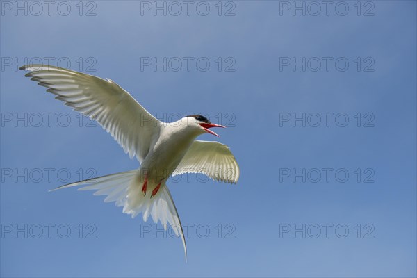 Arctic terns