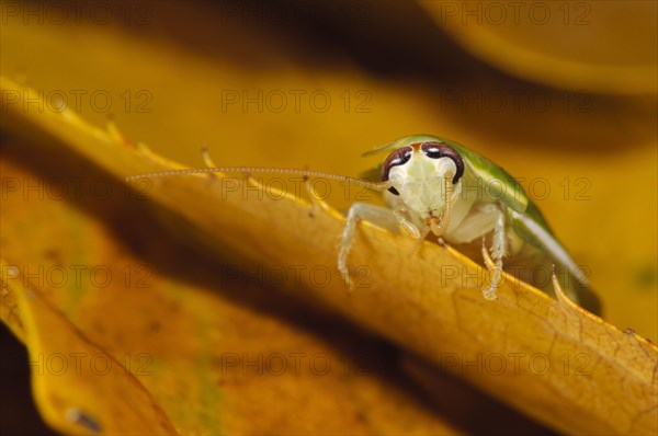 Green Banana Cockroach