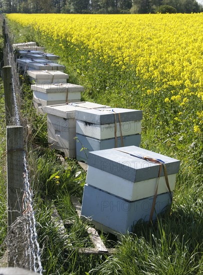 Bee keeping