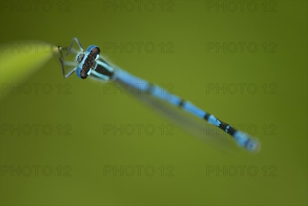 Azure Damselfly