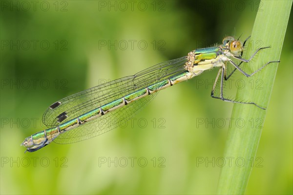 Willow emerald damselfly