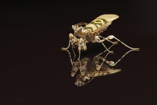 Pseudocreobotra wahlbergii Flower spiny flower mantis