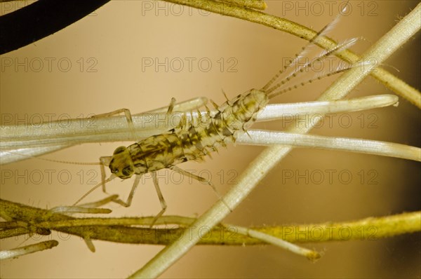 Pond olive mayfly