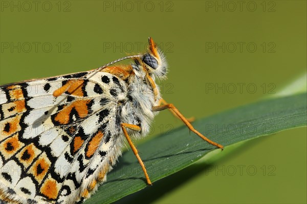 Plantain Fritillary