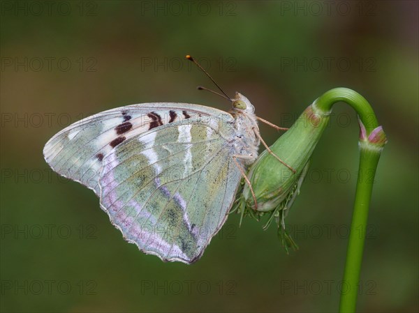 Silver washed silver-washed fritillary