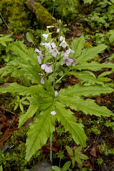 Seven-leaved Bittercress