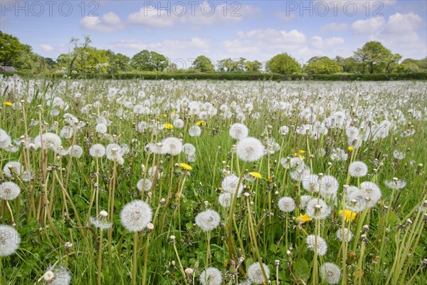 Common Dandelion