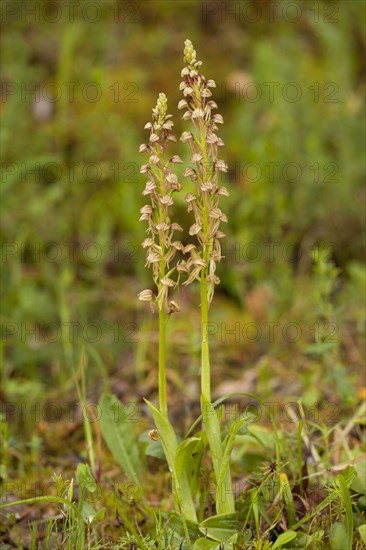 Man Orchid