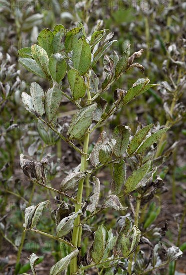 Field bean rust