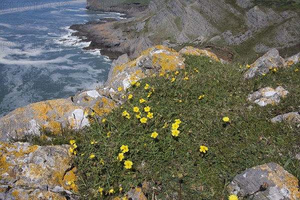 Common Rockrose