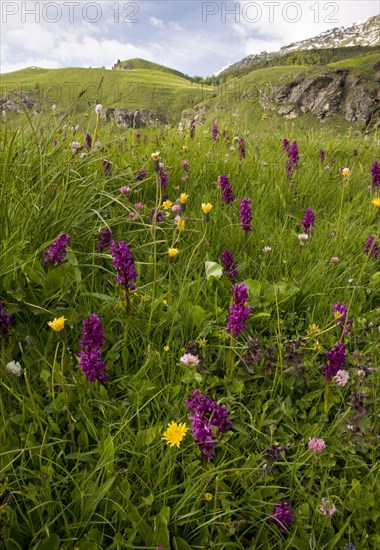 Bog meadow habitat with marsh orchids