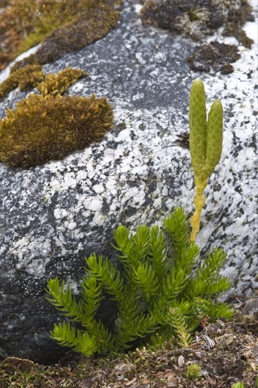 Magellanic clubmoss