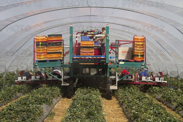 Mechanised strawberry picker