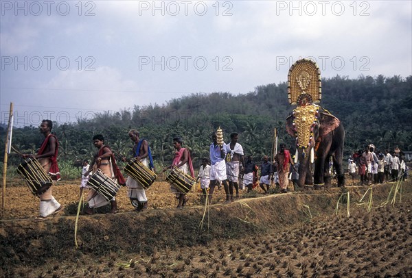 Musicians in front of decorated elephants walking through the narrow ridges of paddy field in Uthralikavu Pooram festival in Wadakanchery near Thrissur or Trichur