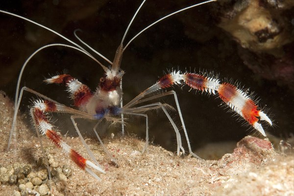 Banded coral shrimp