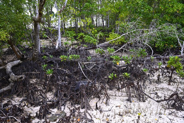 Grey mangrove