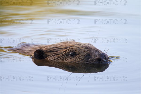 Eurasian beaver