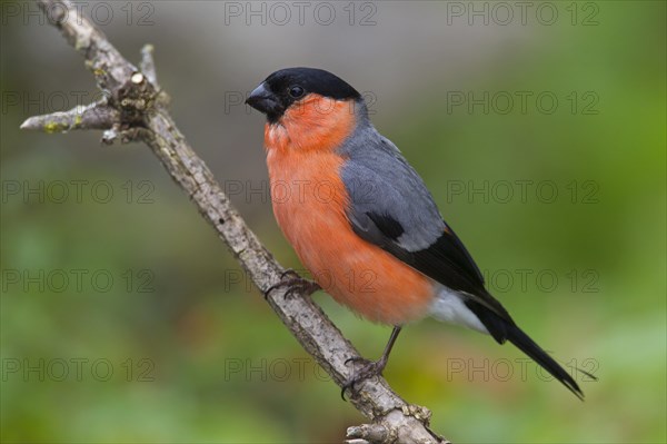 Bullfinch