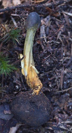 Heady core leg on colourful venison truffle