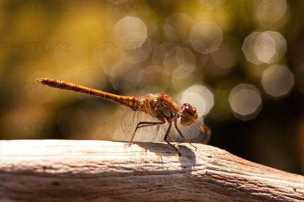 (Sympetrum striolatum)