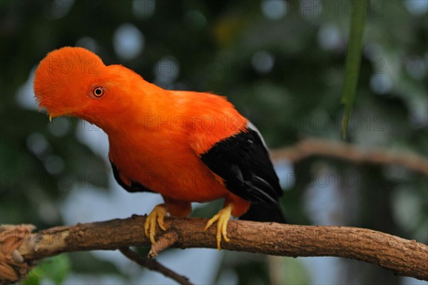 Andean Rock Cock