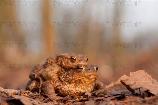 Toad migration