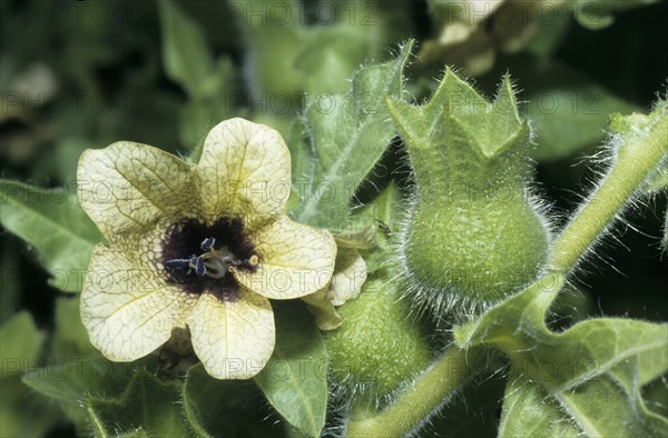 Black henbane