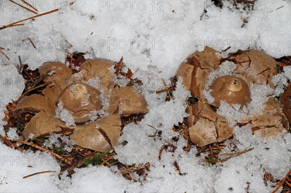 Ruffed Earth Star