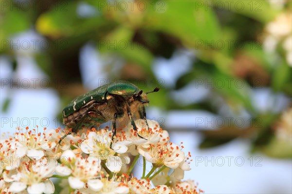 Rose beetle