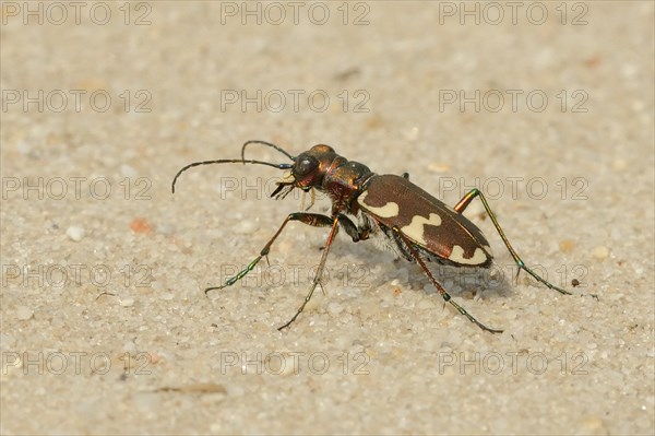 Dune Sand Beetle