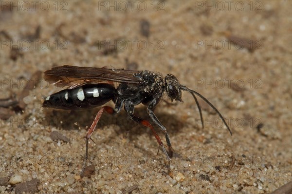 Red-legged spider wasp