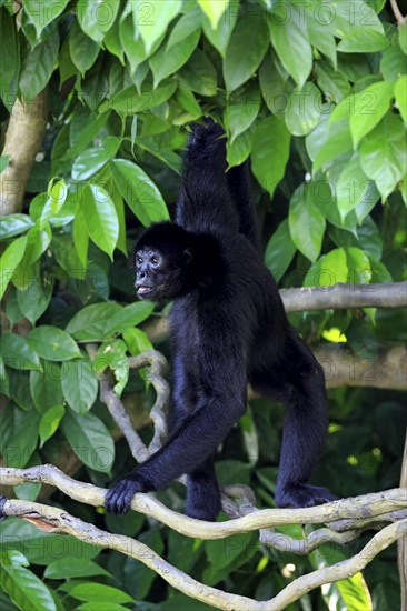 Black Spider Monkey