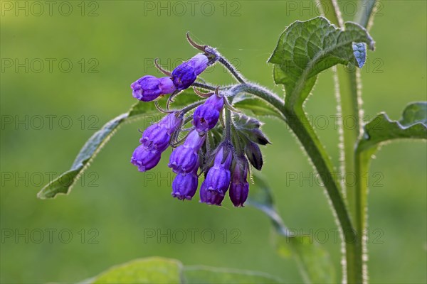 Common common comfrey