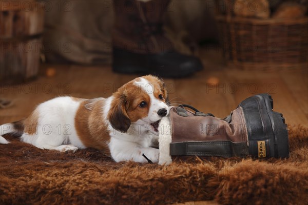 Kooikerhondje