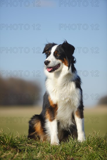 Australian Shepherd