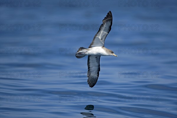 Cory's Shearwater