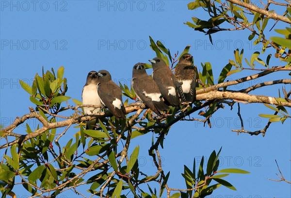 White-breasted woodswallow