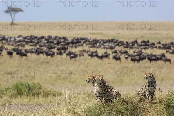 Acinonyx jubatus fearsoni