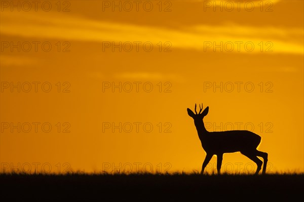 Western Roe european roe deer