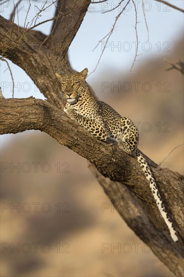 African leopard