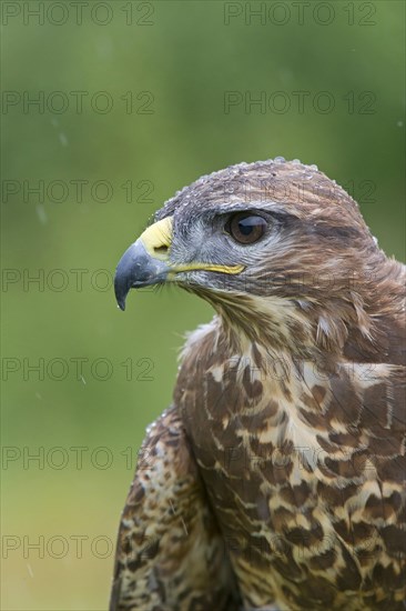 Steppe buzzard