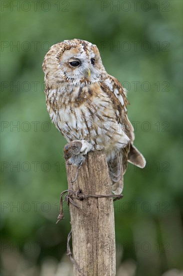 Tawny Owl