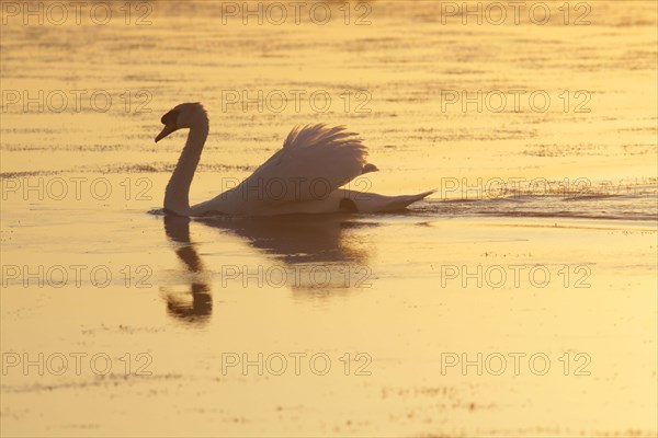 Mute Swan