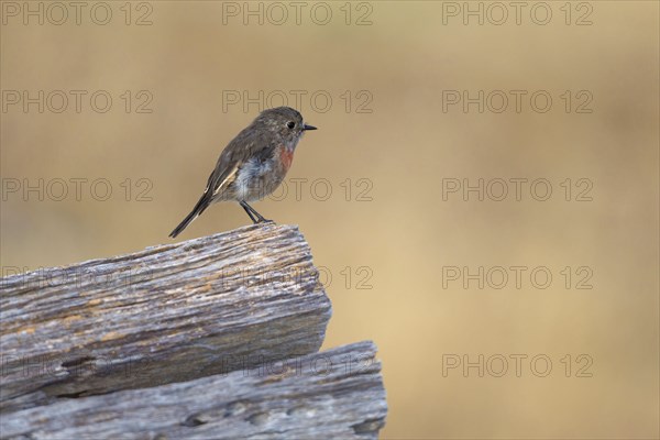 N. P. Tasmania